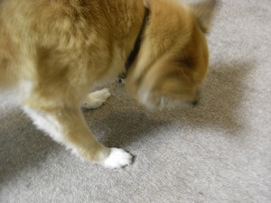 おやつ