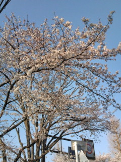 2012桜
