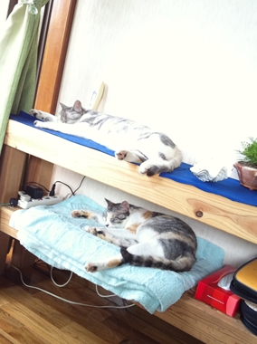 ねこ