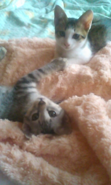 ねこ