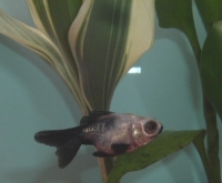 金魚 デメキン パンダ