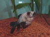 金魚 デメキン パンダ