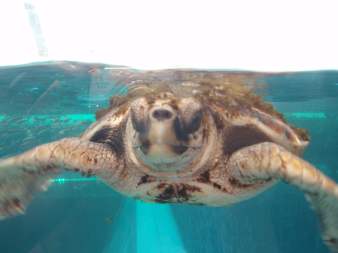 アカウミガメ
