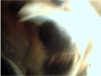 フィッシング詐欺に怒る犬