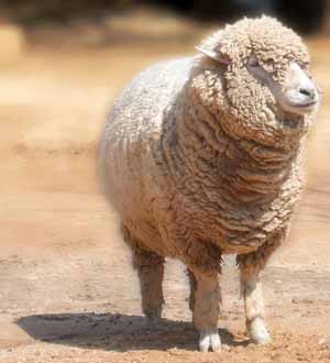 Sheep