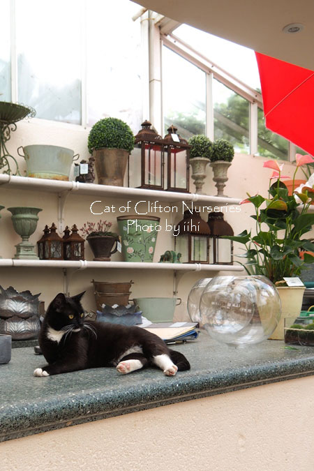 catofcliftonnurseries.jpg
