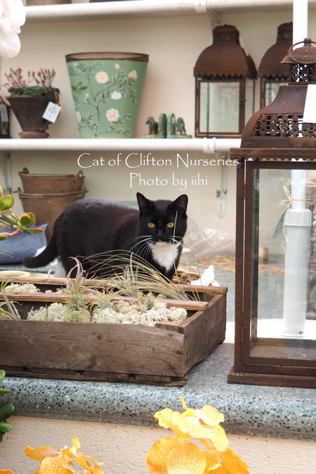 catofcliftonnurseries2.jpg