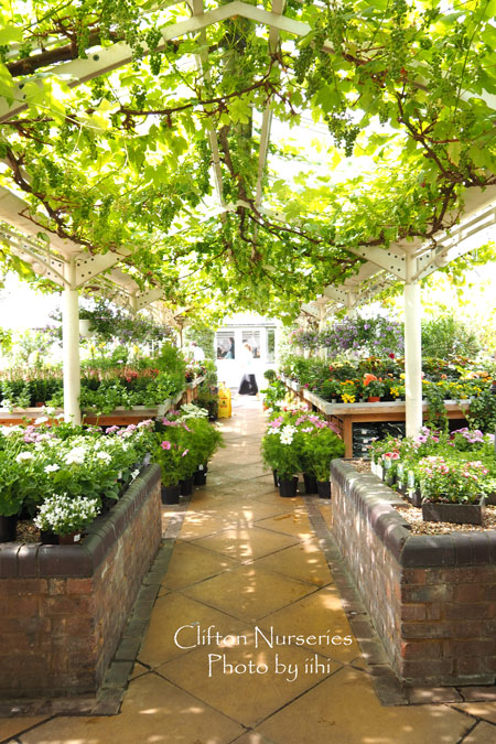 catofcliftonnurseries3.jpg