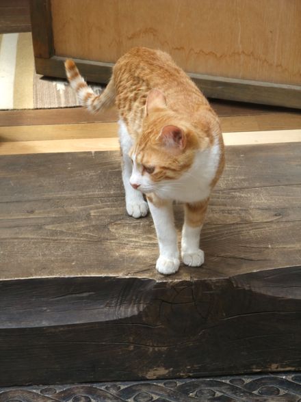 DSCF6451.jpg