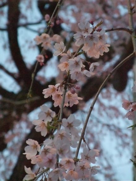 DSCF6677.jpg