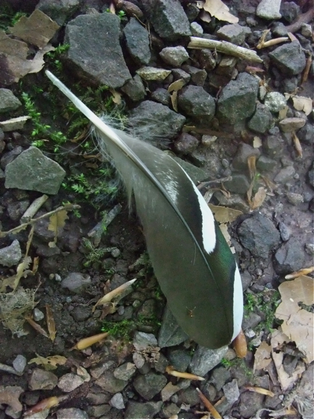 DSCF8008.jpg