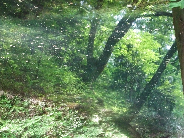 DSCF8015.jpg