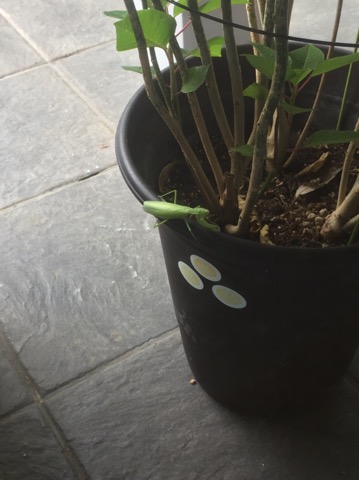 image1.jpeg