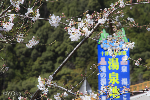 湯泉地温泉の桜