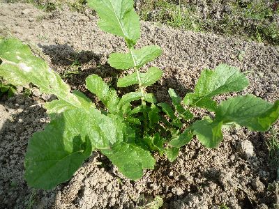 daikon