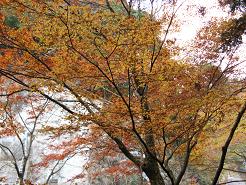IMG_2377-1.JPG