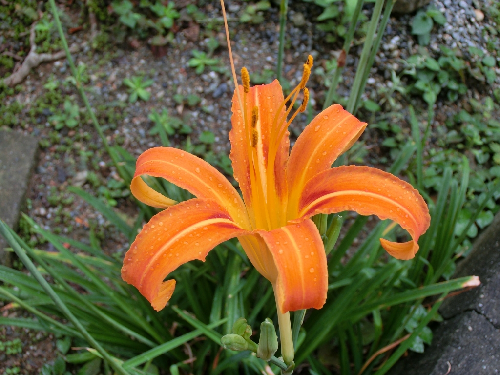 CIMG6853.JPG