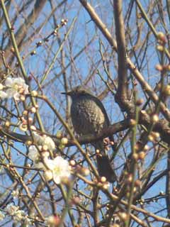 ナニ鳥?