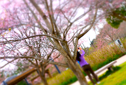 sakura.2.jpg