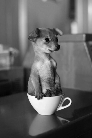 animal.07.jpg