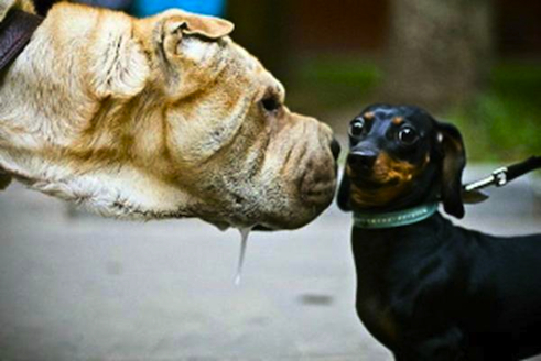 animal.4.05.jpg