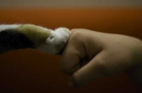 animal.4.03.jpg