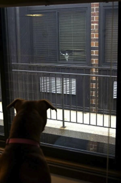 animal.4.02.jpg