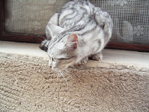 猫