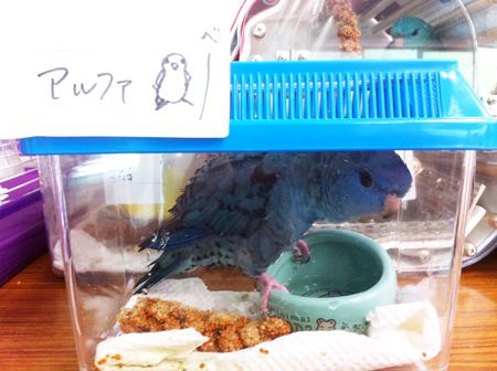 アルファちゃん