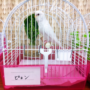 ぴょんちゃん