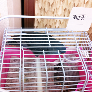 あさぎちゃん