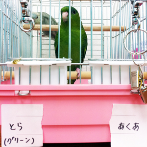 あくあそらちゃん