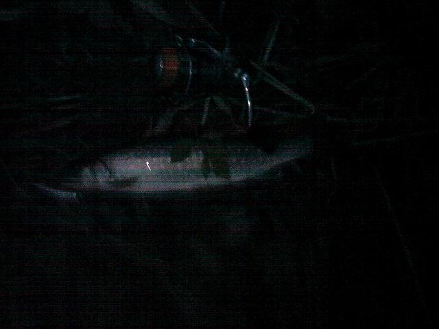 iwana29cm