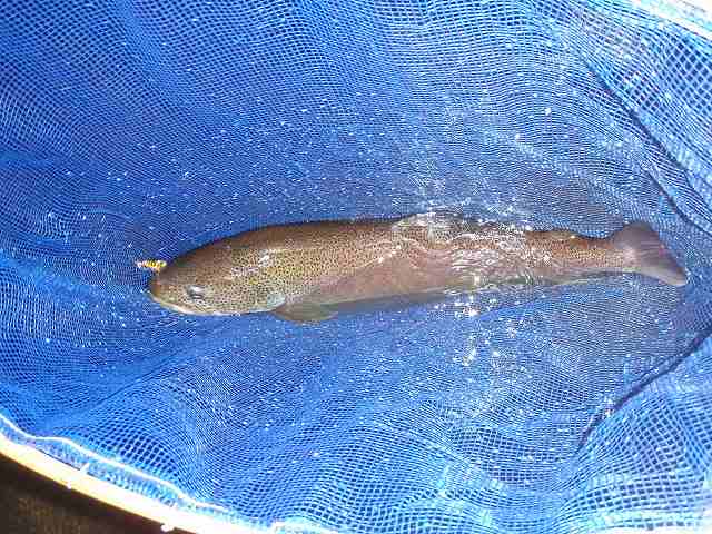 63cm