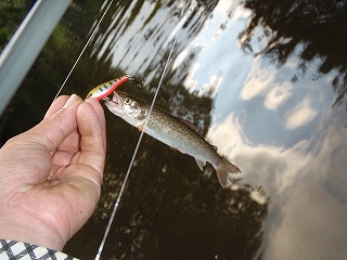 15cm