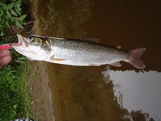 29cm