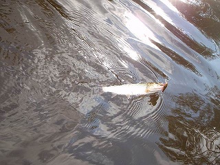 24cm