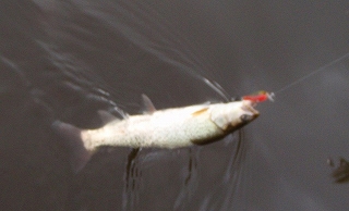 25cm