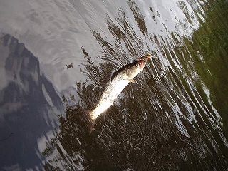 28cm