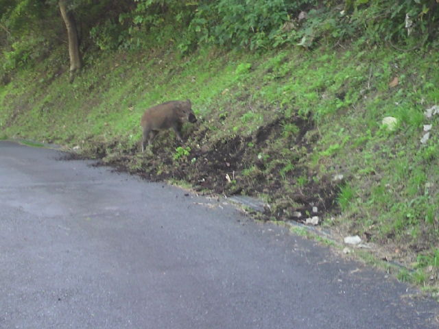 こだま神川カントリークラブ