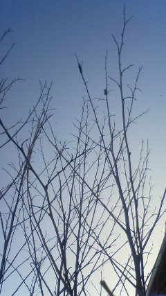200910230709000.jpg