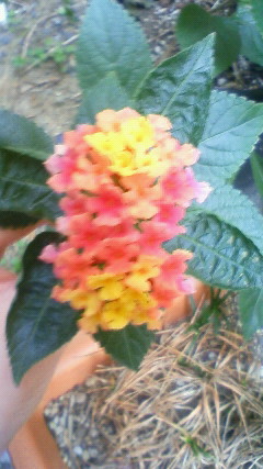 200910301316000.jpg