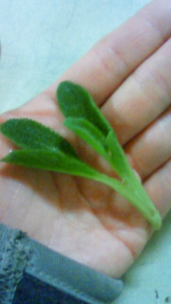 201001171940000.jpg