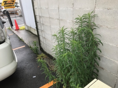 草刈り前.jpg