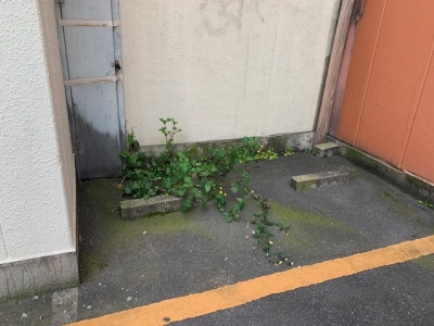 草刈り前?.jpg