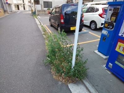 RP南観音2丁目草刈り.JPG