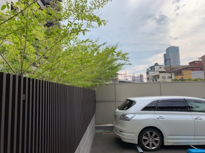 木の枝 (1).jpg