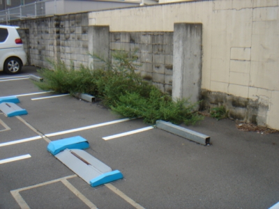 T草刈り?.JPG
