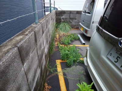 草刈り前2.JPG