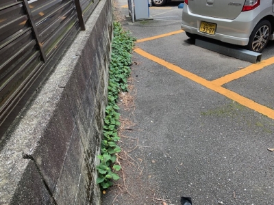 場内草刈り1.jpg